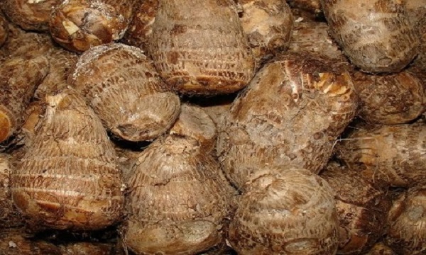 So với lúa thì khoai sọ mang lại hiệu quả kinh tế hơn gấp 10 lần nếu trồng đúng kỹ thuật