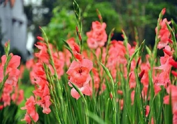 Áp dụng đúng kỹ thuật trồng cây và chăm sóc sẽ thu hoạch được chậu hoa đẹp