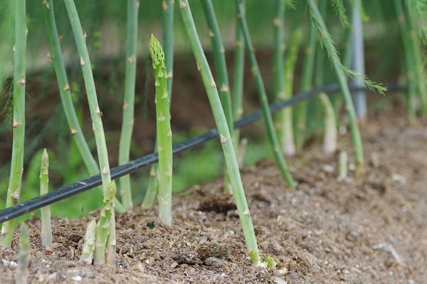 Cách Trồng Măng Tây Cho Năng Suất Cao Nhất