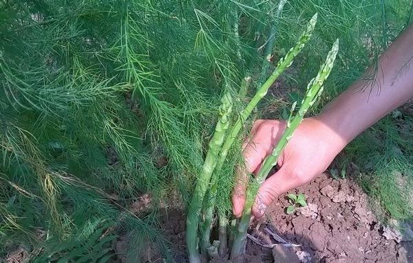 Măng tây có thể chế biến thành nhiều món ngon và còn có giá trị dinh dưỡng cao