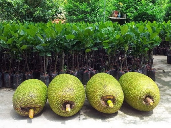 Chăm sóc kỹ lưỡng cho cây cây sẽ cho ra nhiều quả chất lượng