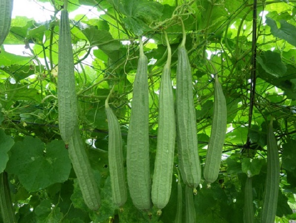 Mướp có thể dùng làm thức phẩm cho bữa ăn của gia đình bạn