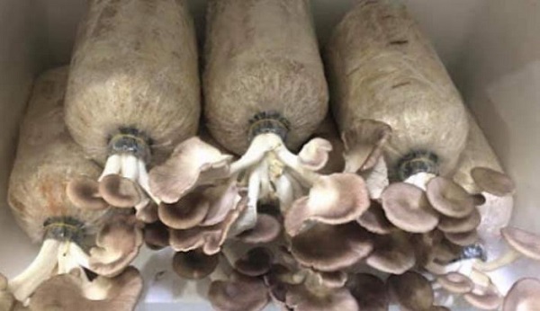 Cách Trồng Nấm Bào Ngư Nhanh Thu Hoạch