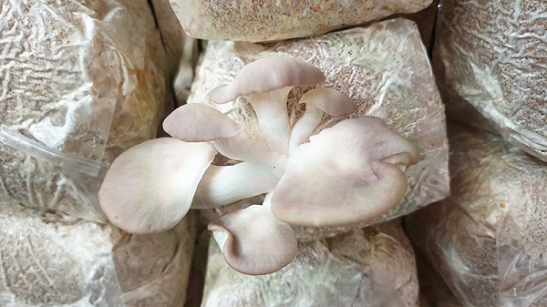 Cứ khoảng 10 -15 ngày nấm bào ngư sẽ kết tai 1 lần