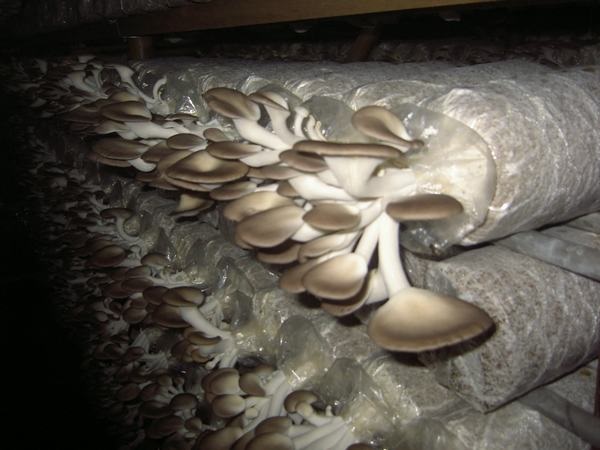 Nấm bào ngư cần được trồng trong môi trường phù hợp