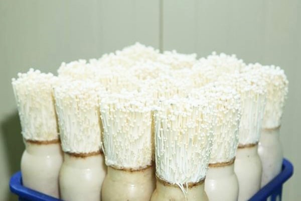 Cách Trồng Nấm Kim Châm Đảm Bảo Năng Suất