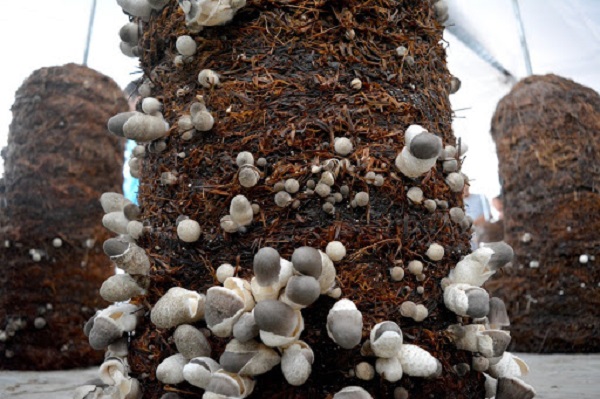 Xơ dừa trồng nấm