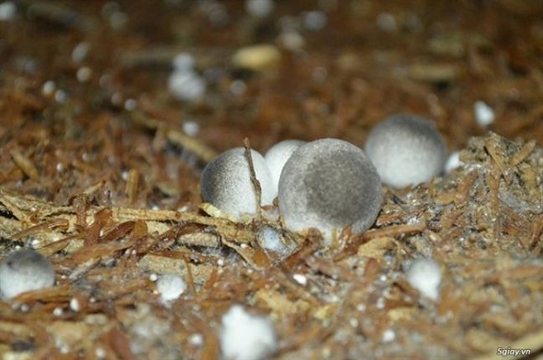 Thời gian thu hoạch nấm rơm thường là 10 ngày