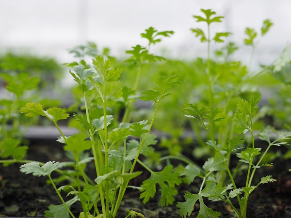 Thời vụ thích hợp nhất để trồng ngò rí là vào mùa khô