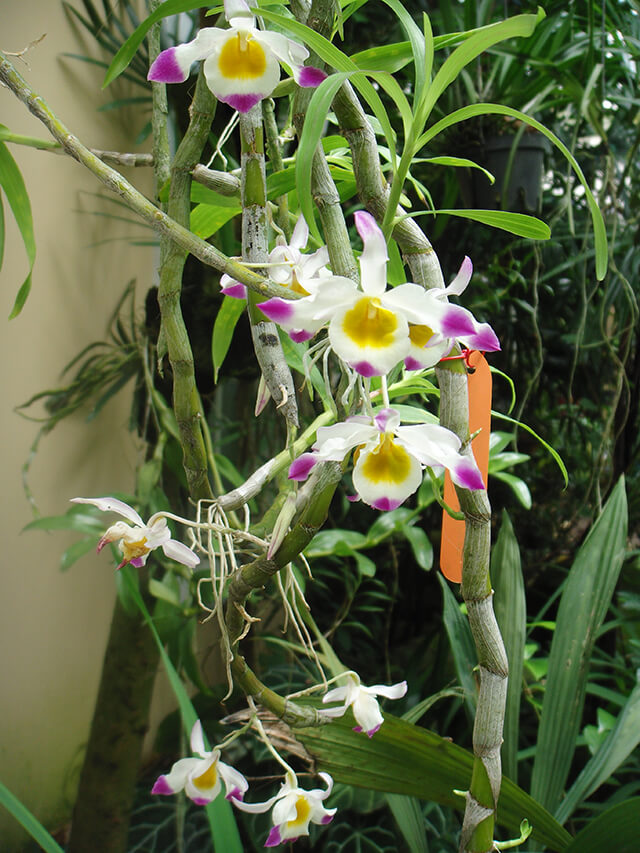 Cách Trồng Ngọc Thạch 3 Màu Cây Sinh Trưởng Tốt