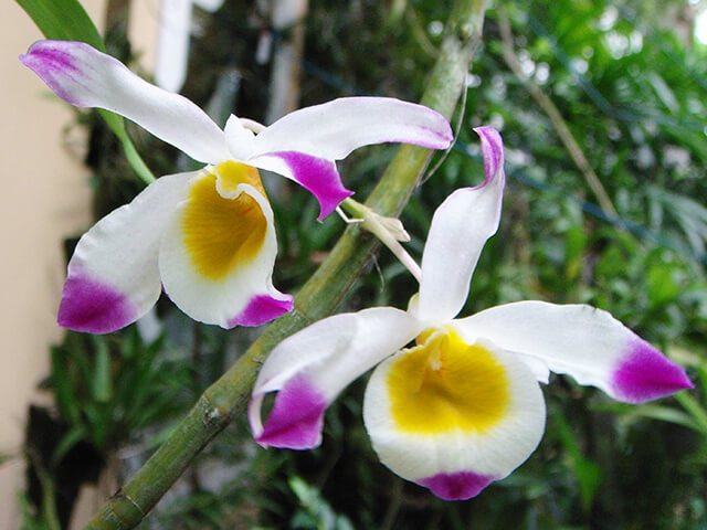 Lan ngọc thạch 3 màu trồng cũng không khó như mọi người nghĩ