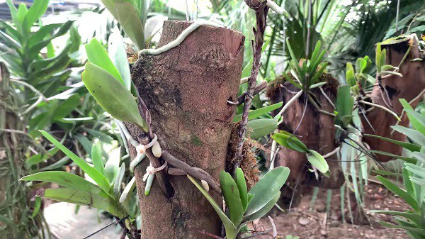 Việc xử lý giá thể trước khi trồng cây là điều rất quan trọng