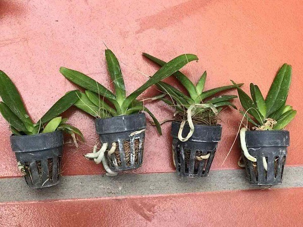 Hướng Dẫn Cách Trồng Nhạn Tháng 4 Cây Phát Triển Tốt