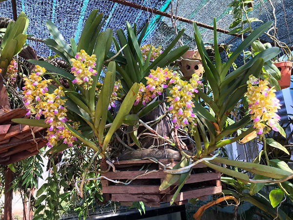 Việc chăm sóc cây cần diễn ra đều đặn, thường xuyên