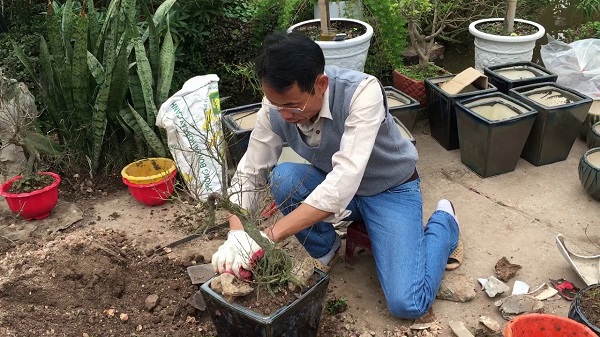 Đất trồng cây hoa mai cần đảm bảo độ thông thoáng rễ để cây có thể phát triển cách tốt nhất