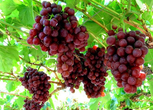 Hướng Dẫn Cách Trồng Nho Trong Thùng Xốp