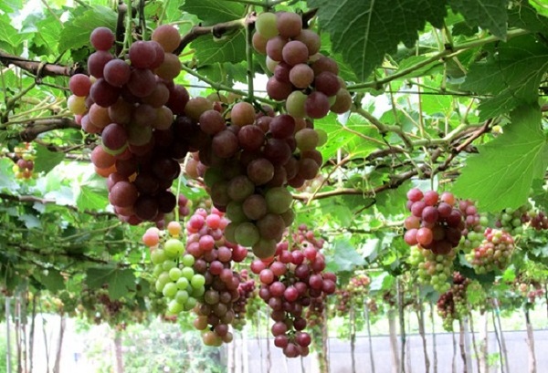 Có thể nói quả nho chính là tặng vật quý báu mà thiên nhiên trao cho con người