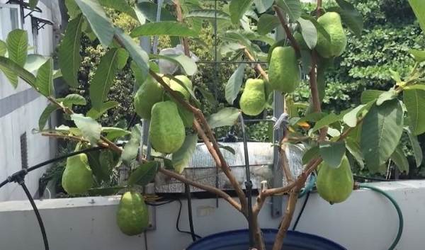 Tuy ổi là loại trái cây mang đến nhiều giá trị cho cơ thể nhưng bạn không nên lạm dụng quá nhiều