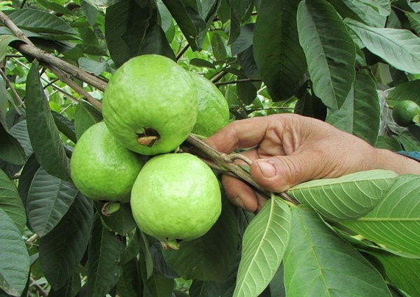 Cách Trồng Ổi Đài Loan Đơn Giản Bạn Có Thể THực Hiện Tại Nhà