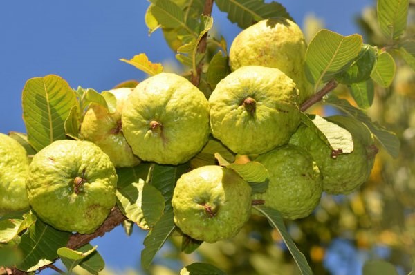 Bảo quản ổi trong nơi thoáng mát sẽ giữ được chất lượng lâu hơn