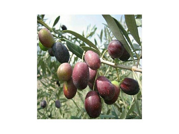 Trước khi tiêu thụ chúng ta nên ngâm trong nước muối