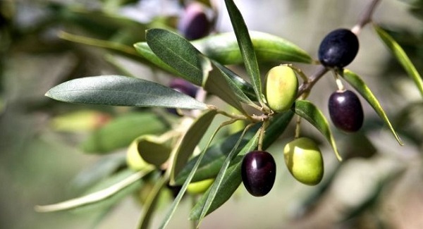 Cây ô liu phát triển mạnh nhất ở vùng khí hậu với mùa đông ôn hòa và mùa hè khô và dài