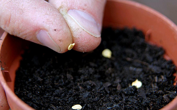 Sau khi gieo hạt bạn cần tưới nước đầy đủ để hạt nứt mầm