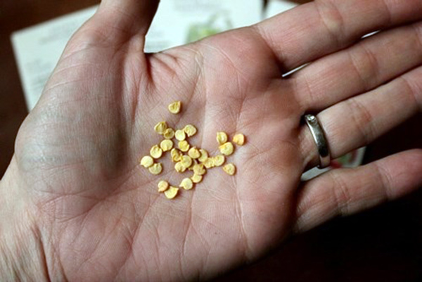 Bạn cần lựa chọn loại ớt mà mình muốn trồng sau đó lấy hạt ra bên ngoài