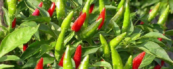 Trái ớt là gia vị rất quen thuộc với bữa cơm gia đình Việt