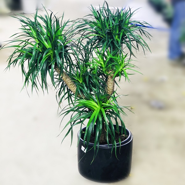 Đất trồng phát tài cần đảm bảo tơi xốp và có độ thoát nước tốt