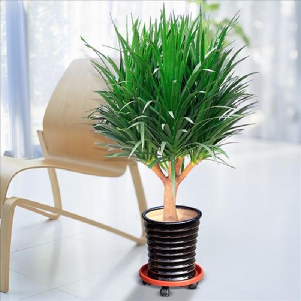 Cách Trồng Phát Tài Khỏe Mạnh – Nhanh Lớn