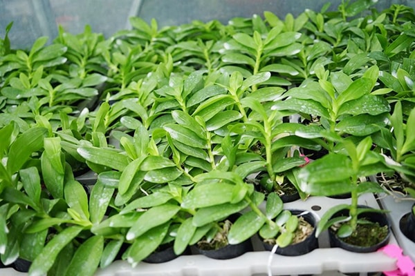 Hướng Dẫn Cách Trồng Phi Điệp Để Cây Luôn Khỏe Mạnh