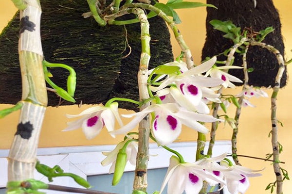 Thời điểm trồng phi điệp thích hợp nhất là vào tháng 11 âm lịch