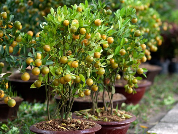 Cách Trồng Quất Cảnh Ra Quả Đúng Dịp Tết