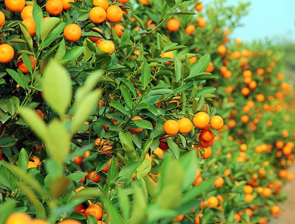 Cây quất cảnh giống cần được tuyển chọn kỹ lưỡng để đảm bảo sinh trưởng tốt