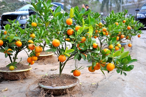 Đảo quất vào tháng 5 dương lịch sẽ giúp cây cho quả lộc cuối năm