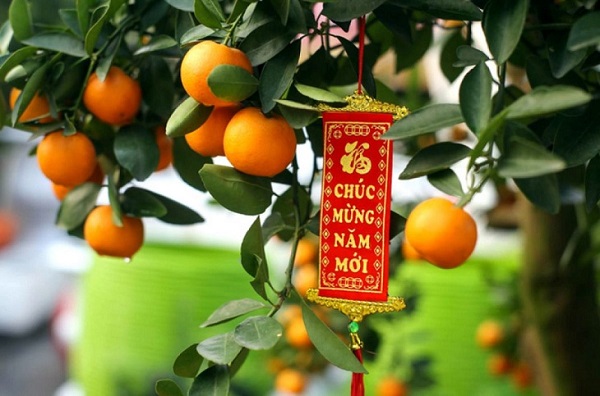 Hướng Dẫn Cách trồng Quất Sau Tết Bạn Có Thể Tham Khảo