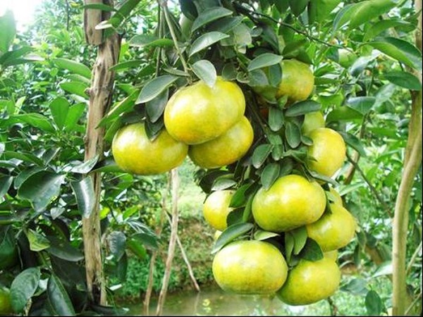 Cách Trồng Quýt Để Cây Kuoon Khỏe Mạnh Ít Sâu Bệnh