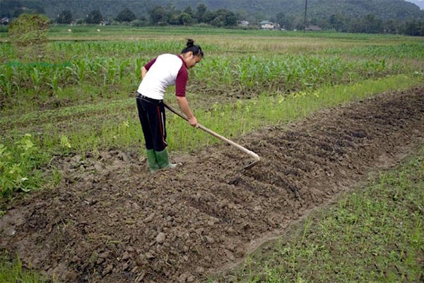 Rau muống không kén loại đất trồng