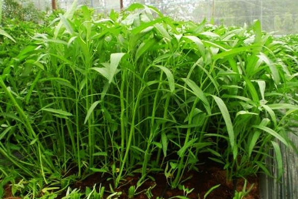 Trong tuần đầu tiên mới gieo hạt bạn cần chú ý đến việc tưới nước đầy đủ 2 lần sáng và tối