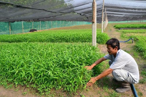 Rau muống có thể sinh trưởng và phát triển trên nhiều địa điểm trồng rau khác nhau
