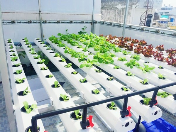 Cách Trồng Rau Thủy Canh Tại Nhà Thành Công Từ Lần Đầu Tiên