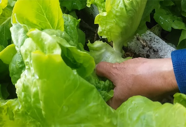 Xà lách sau khi trồng khoảng 40 ngày thì có thể thu hoạch 