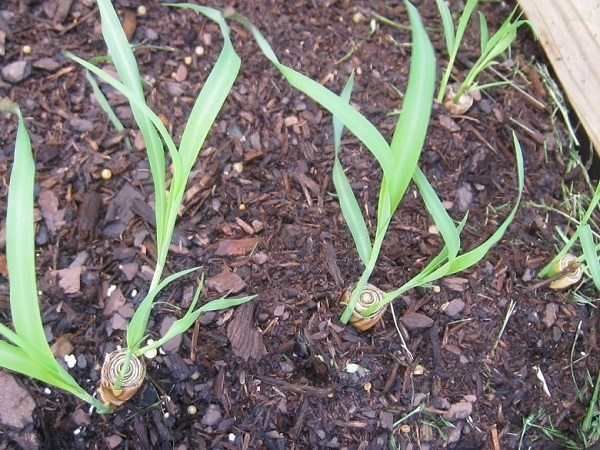 Cách Trồng Sả Cho Bụi Lớn Nhiều Củ