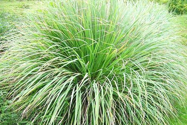 Sau khi trồng khoảng 10 -12 tháng thì có thể thu hoạch sả