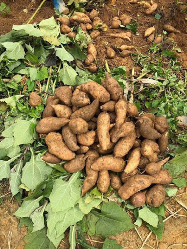 Hướng Dẫn Cách Trồng Khoai Sâm Đất Đơn Giản