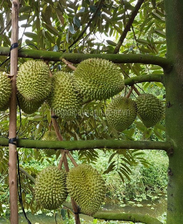 Cắt tỉa cảnh cho cây sầu riêng là điều rất quan trọng để cây tập trung dinh dưỡng