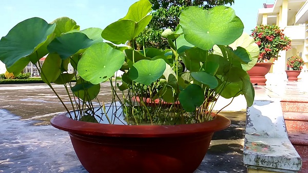 Hoa sen trong phong thủy mang nhiều ý nghĩa tốt lành