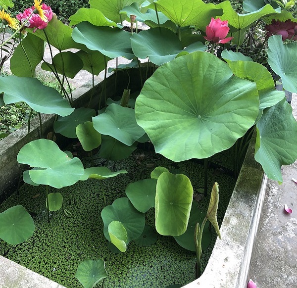 Cách Trồng Sen Đẹp Và Ra Hoa Quanh Năm