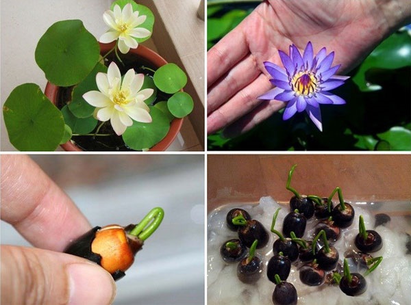 Cách Trồng Sen Mini Có Đơn Giản Như Vẫn Nghĩ?